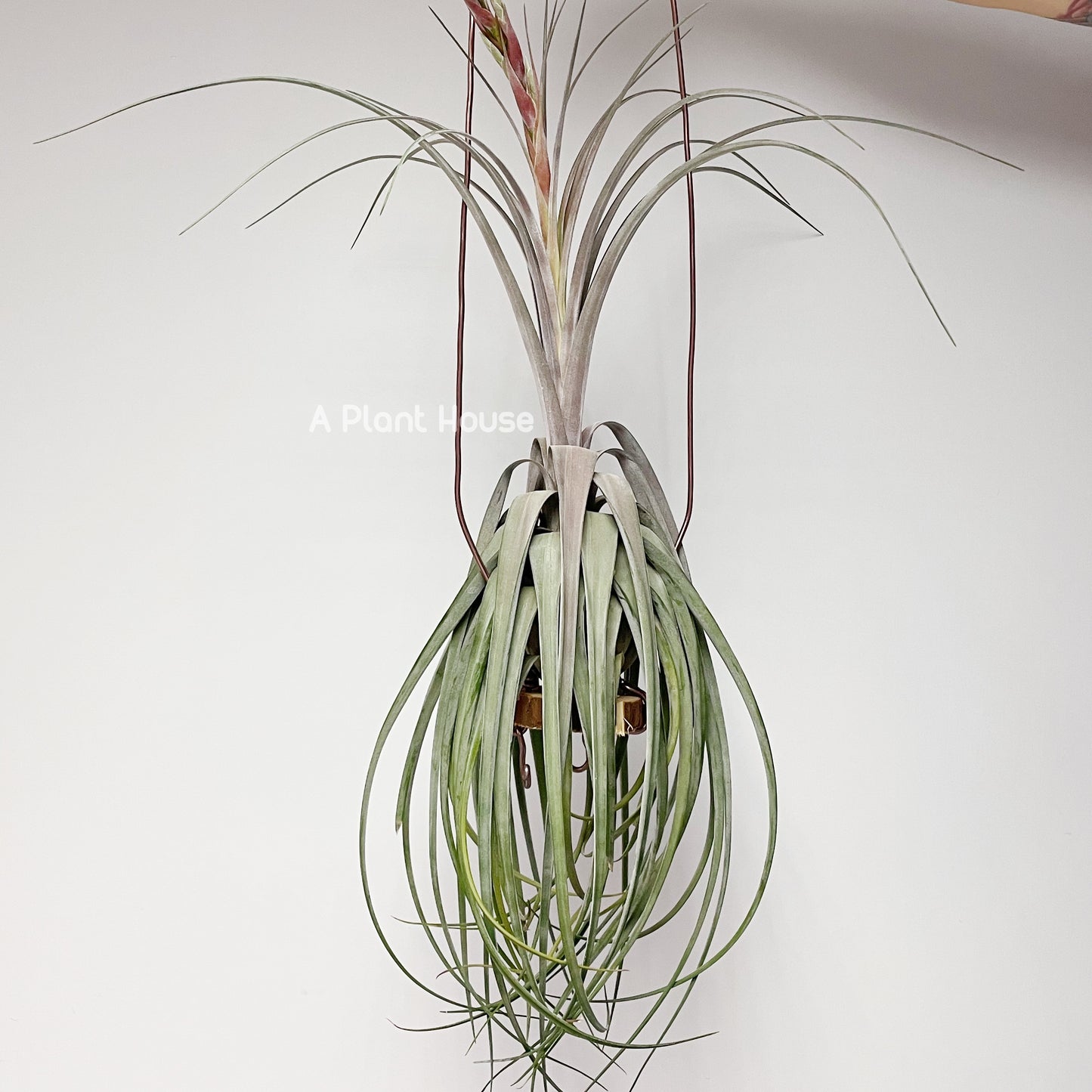Tillandsia Streptophylla x Novakii