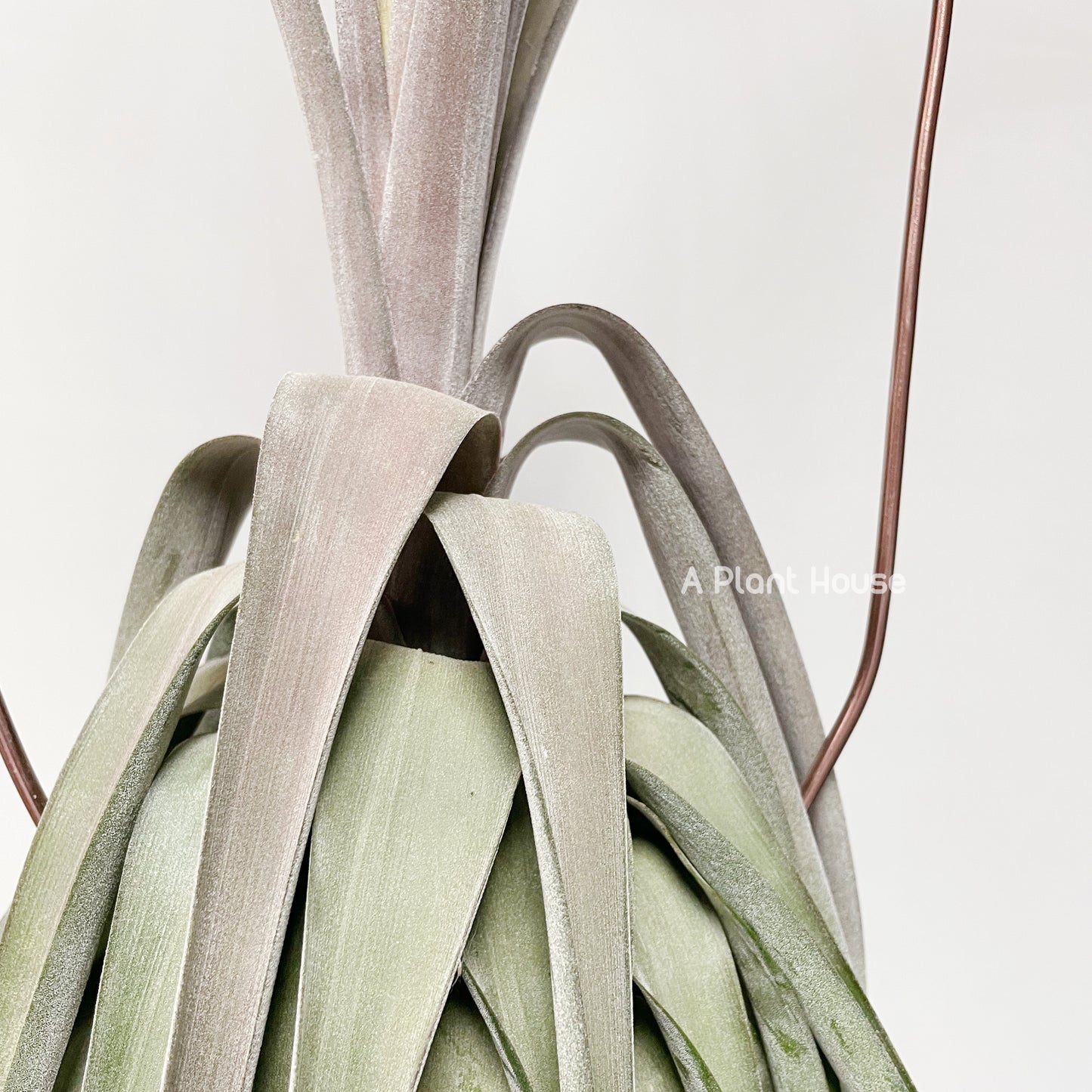 Tillandsia Streptophylla x Novakii