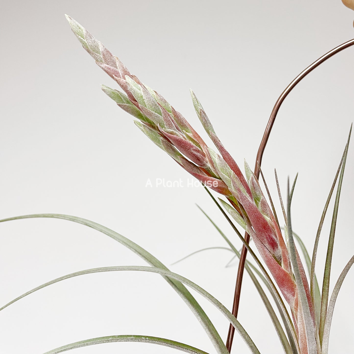 Tillandsia Streptophylla x Novakii