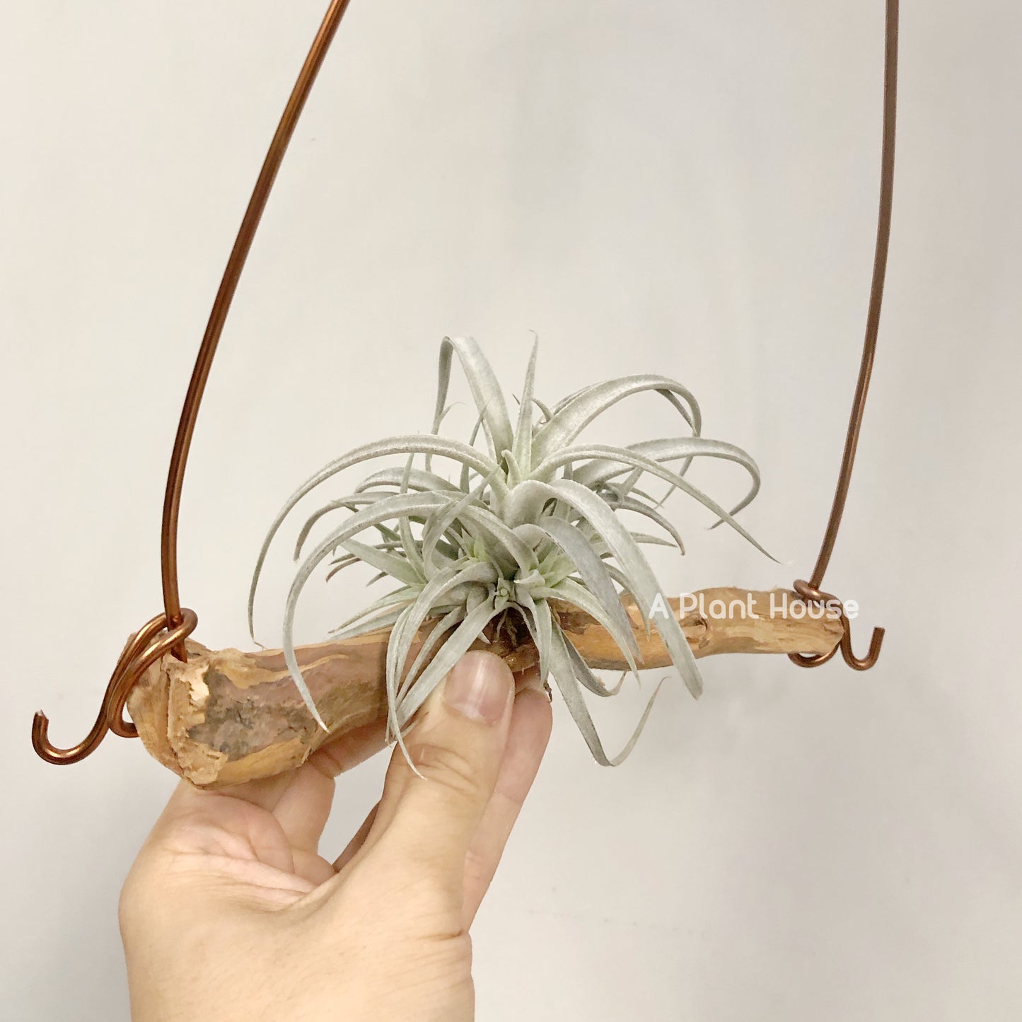 Tillandsia Chiapensis