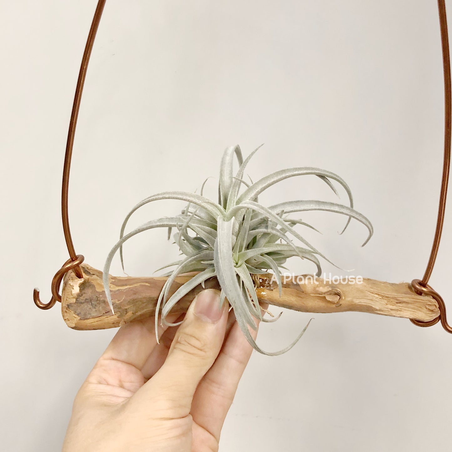 Tillandsia Chiapensis