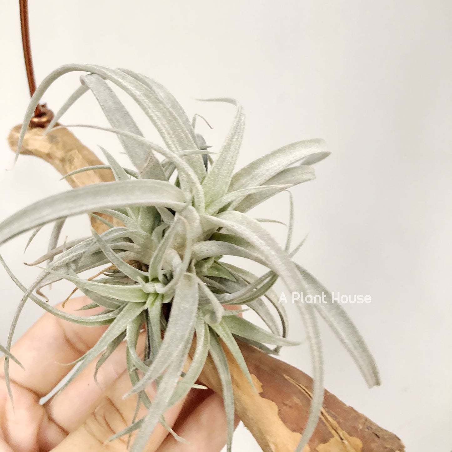 Tillandsia Chiapensis