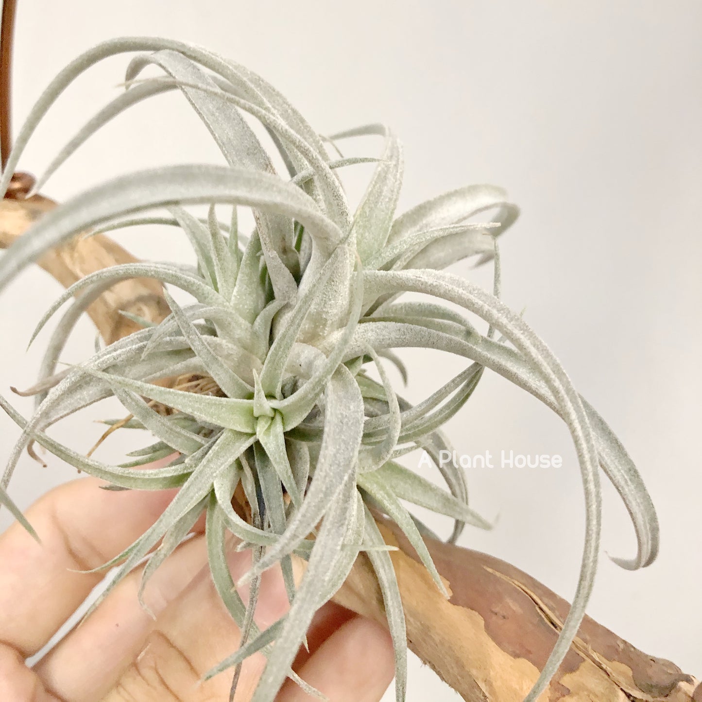 Tillandsia Chiapensis