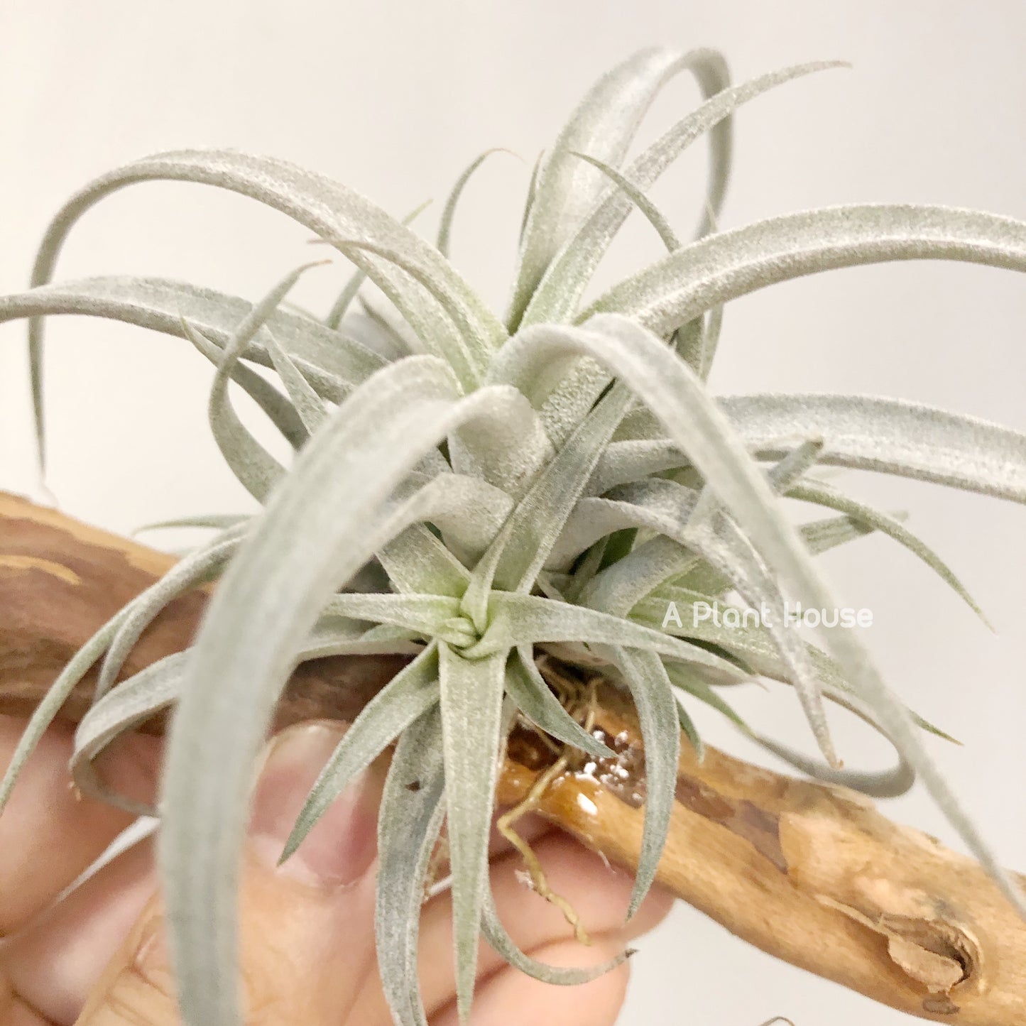 Tillandsia Chiapensis