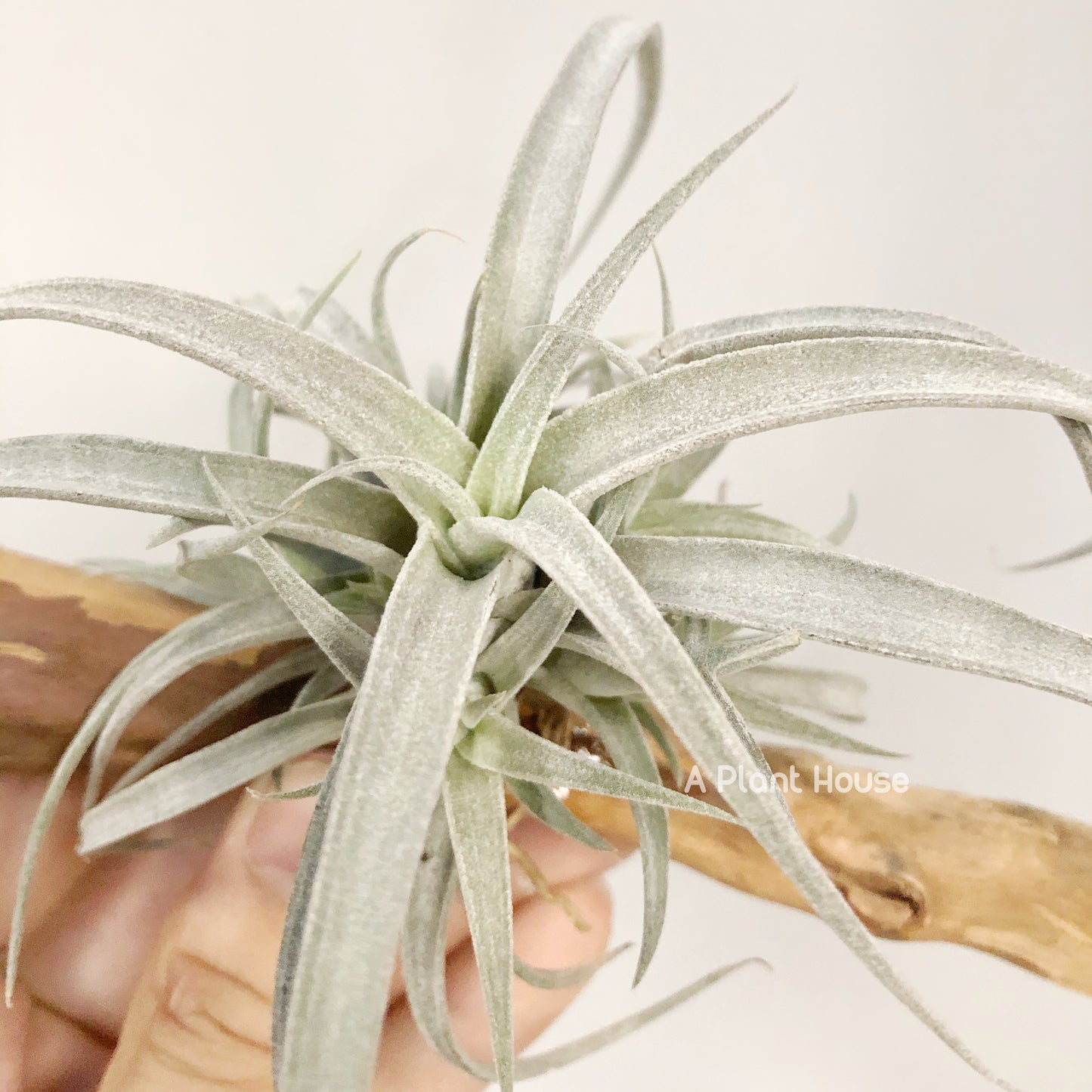 Tillandsia Chiapensis