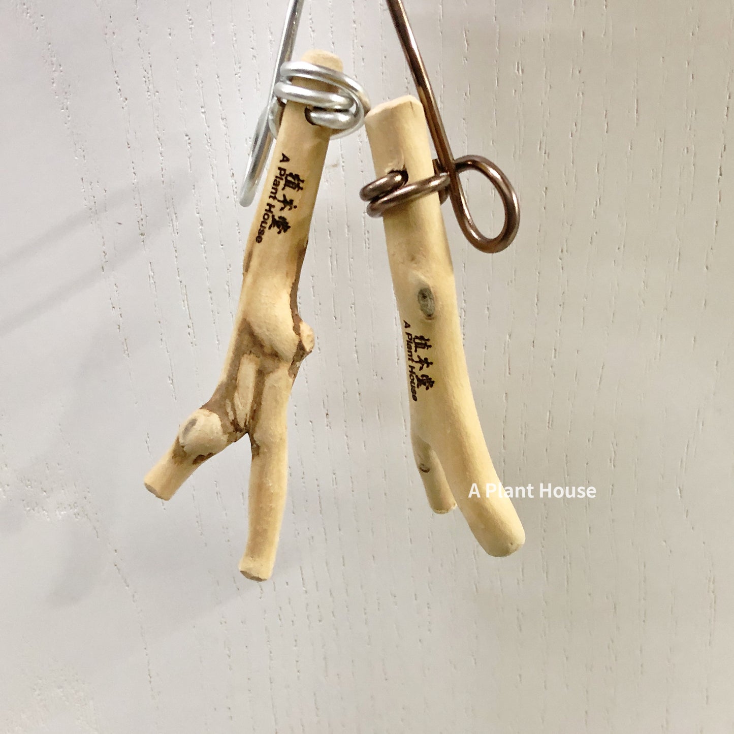 空氣草掛式白木枝定植