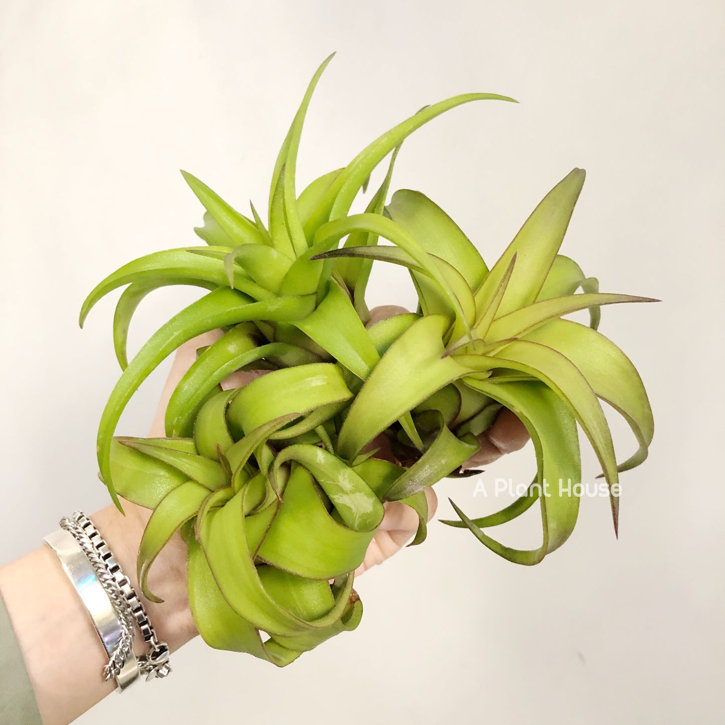 Tillandsia Streptophylla Mexico
