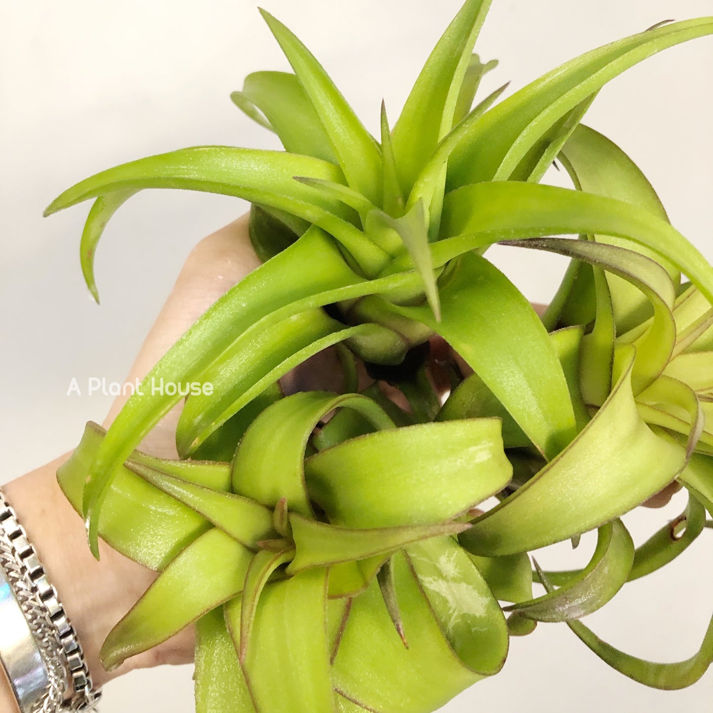 Tillandsia Streptophylla Mexico