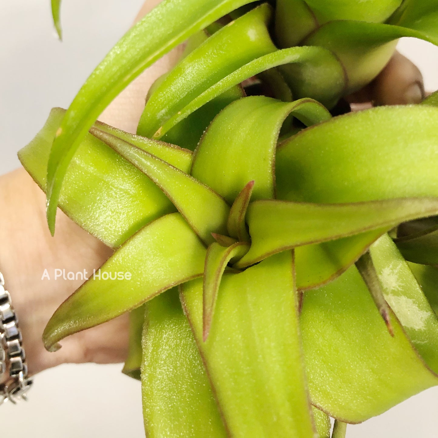 Tillandsia Streptophylla Mexico