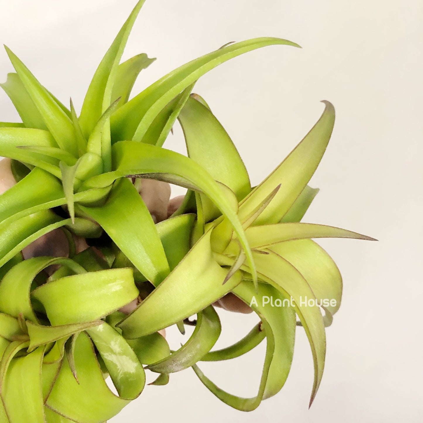 Tillandsia Streptophylla Mexico