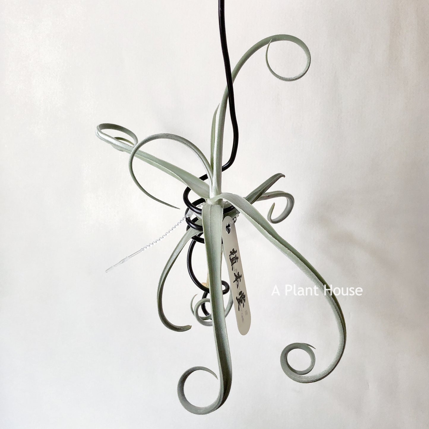 Tillandsia Duratii Giant Clone
