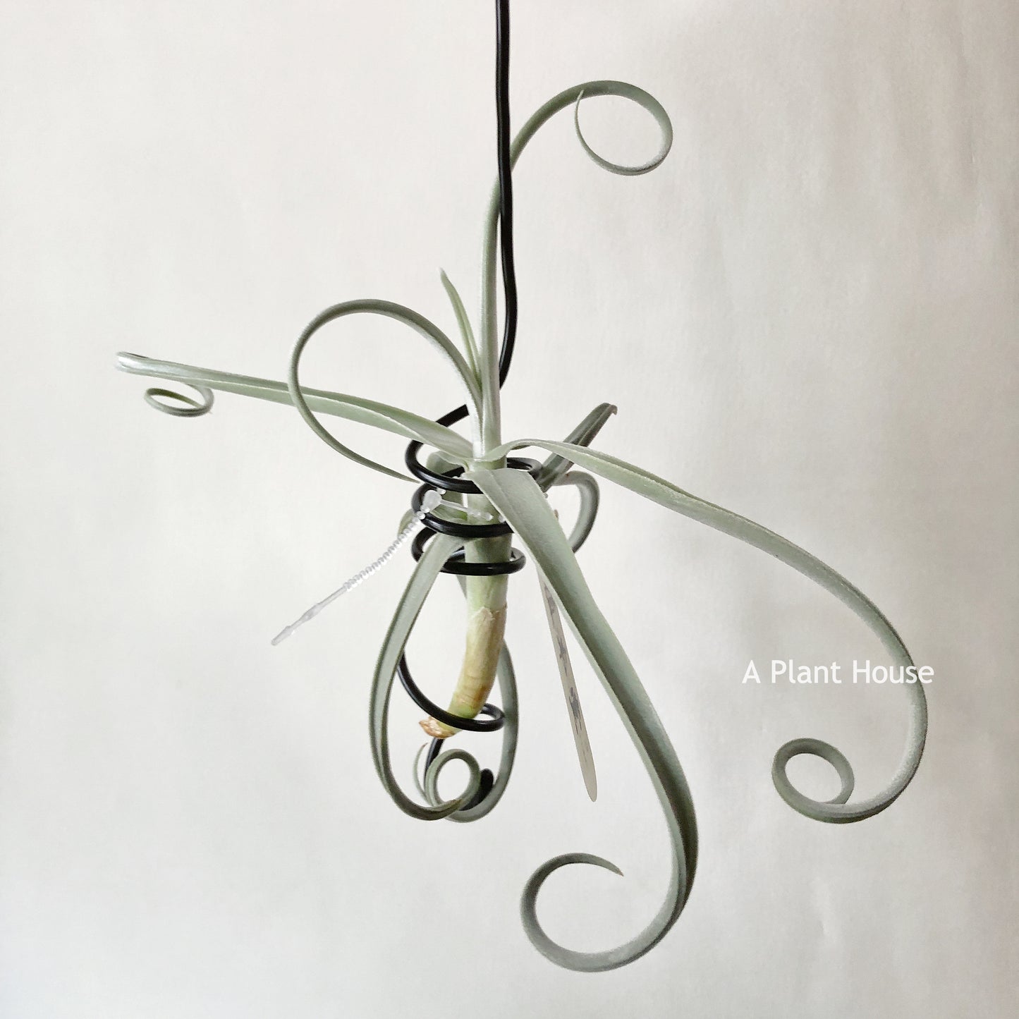Tillandsia Duratii Giant Clone