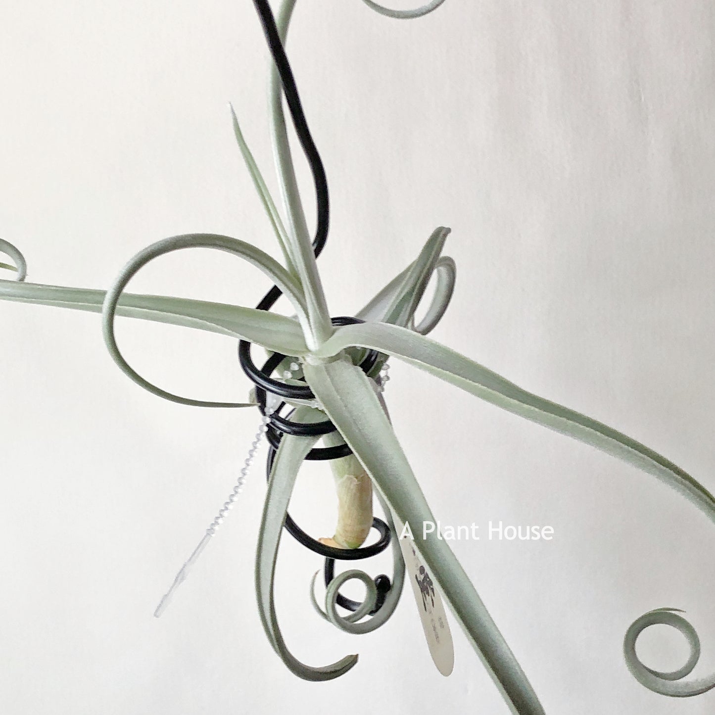 Tillandsia Duratii Giant Clone