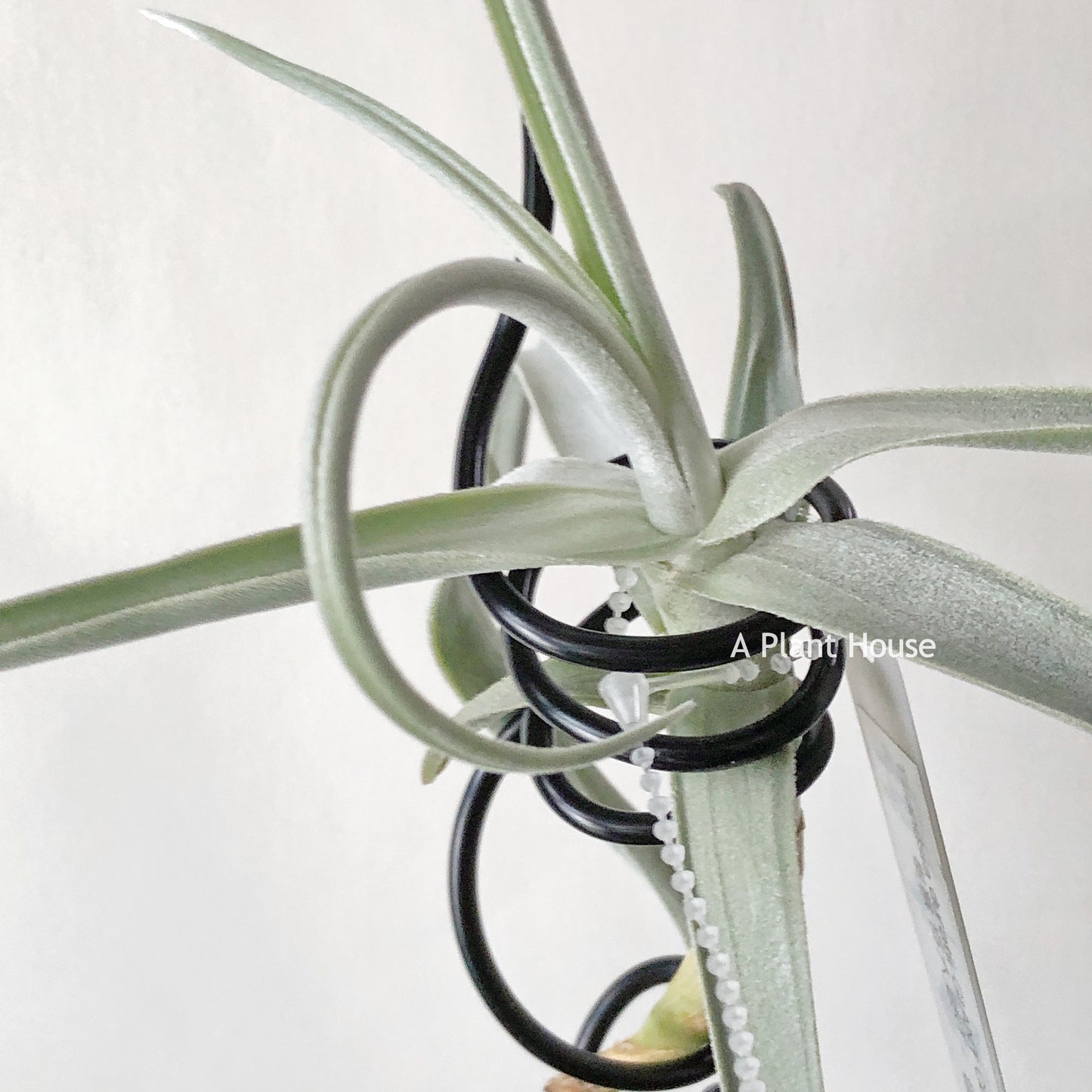 Tillandsia Duratii Giant Clone