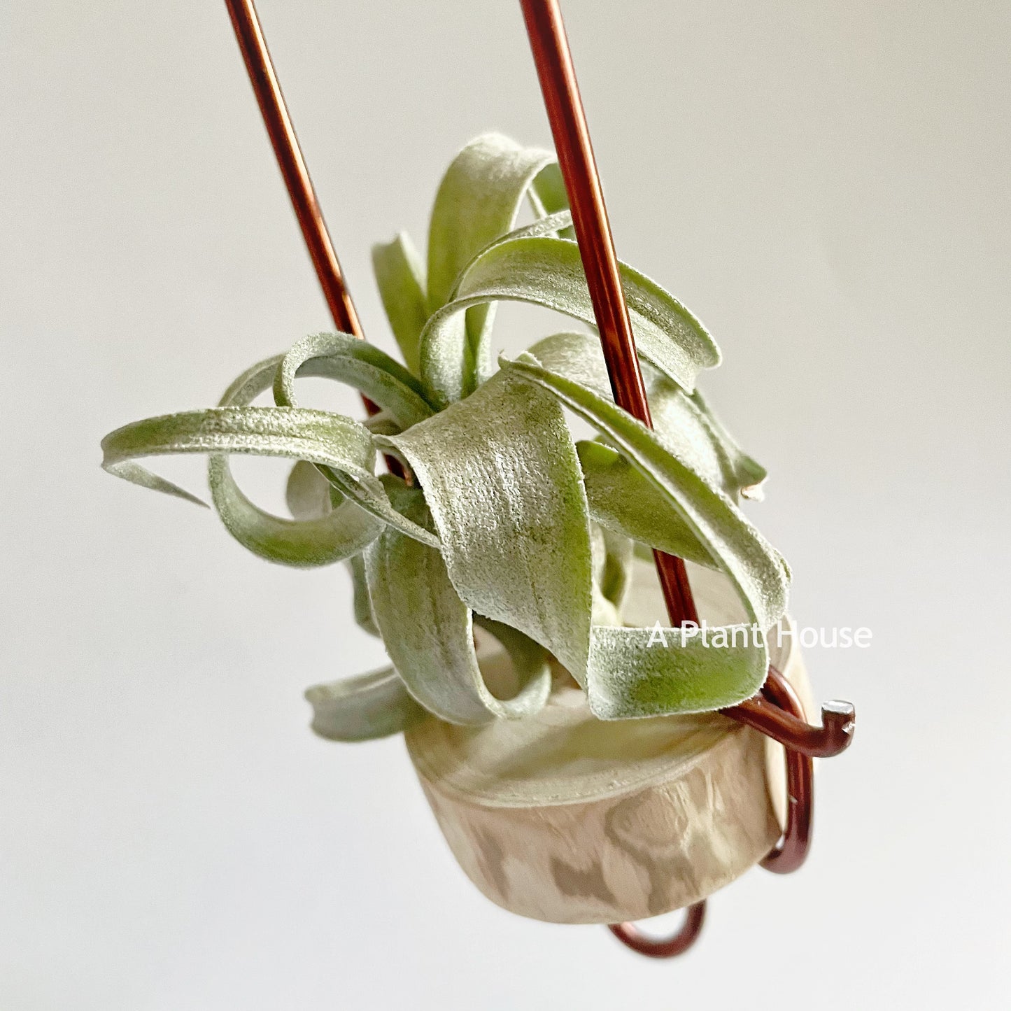 Tillandsia Wonder of Wonders