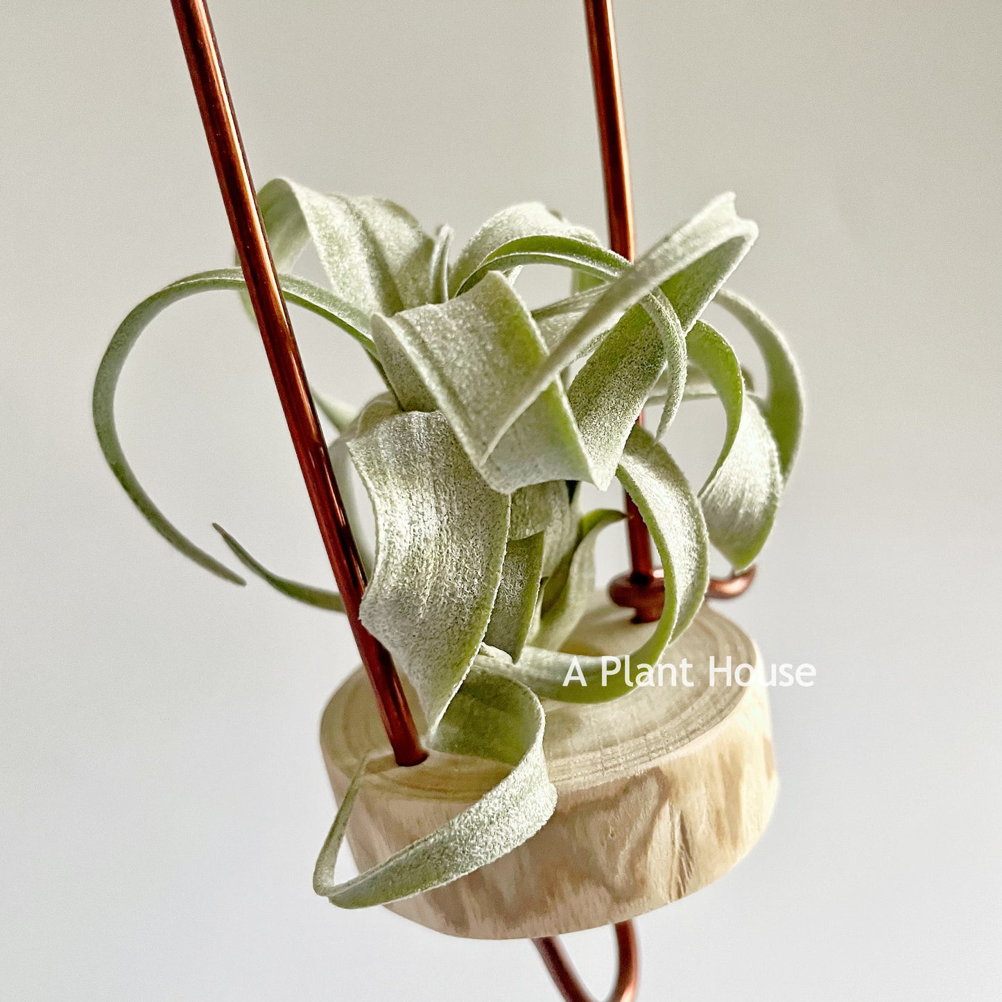 Tillandsia Wonder of Wonders