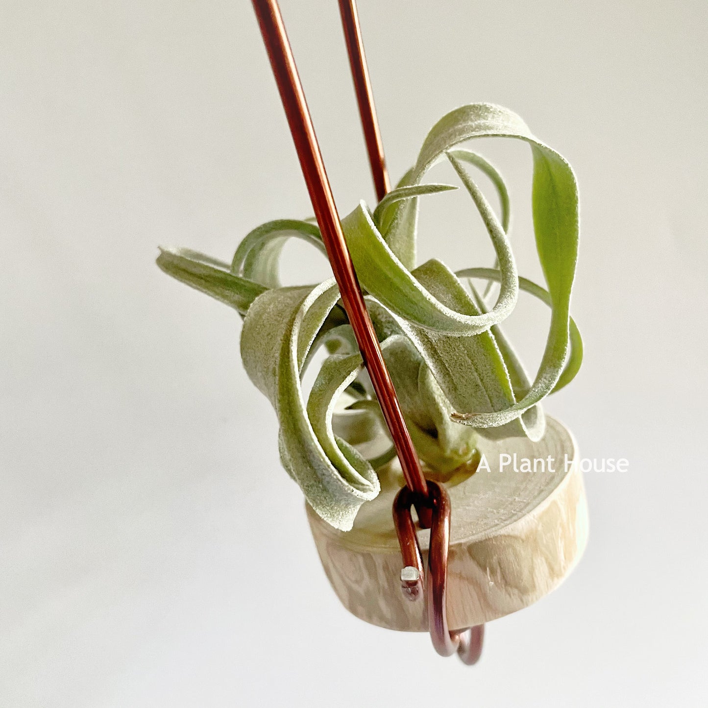 Tillandsia Wonder of Wonders