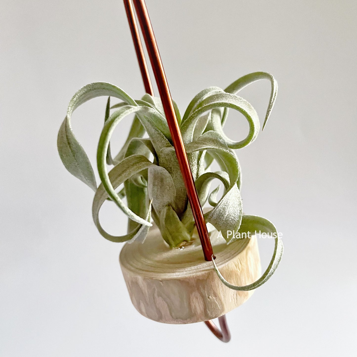 Tillandsia Wonder of Wonders