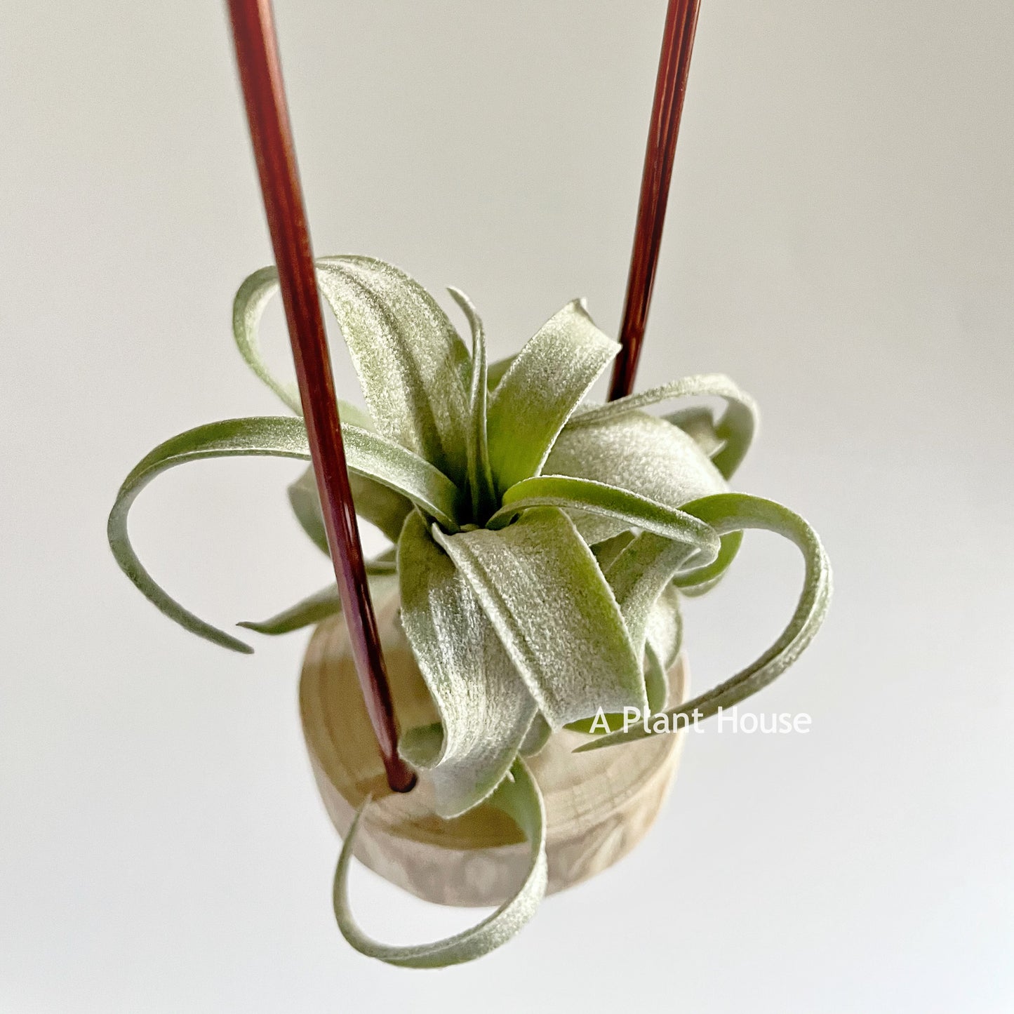 Tillandsia Wonder of Wonders