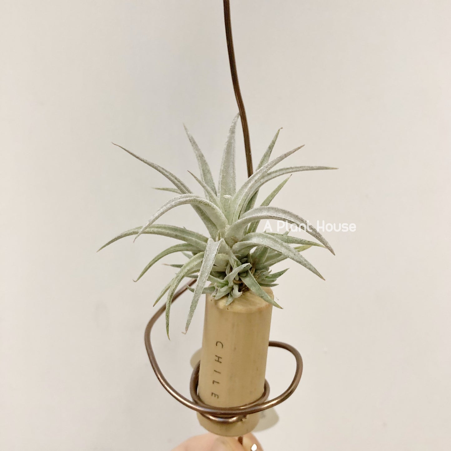 Tillandsia Chiapensis