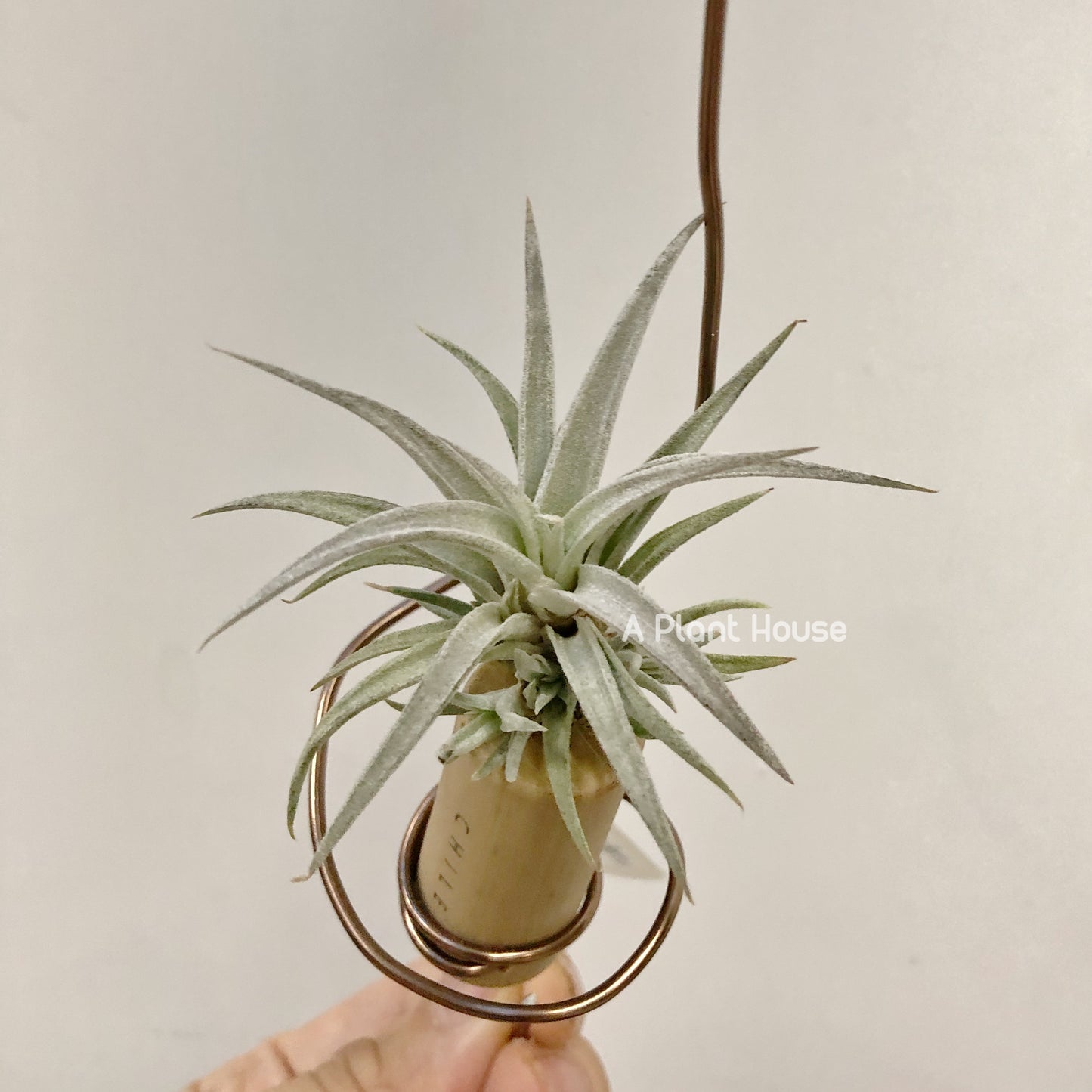 Tillandsia Chiapensis