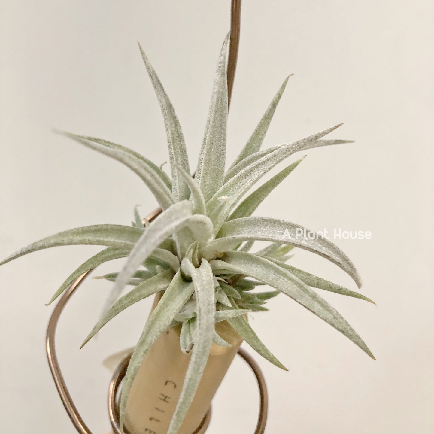 Tillandsia Chiapensis