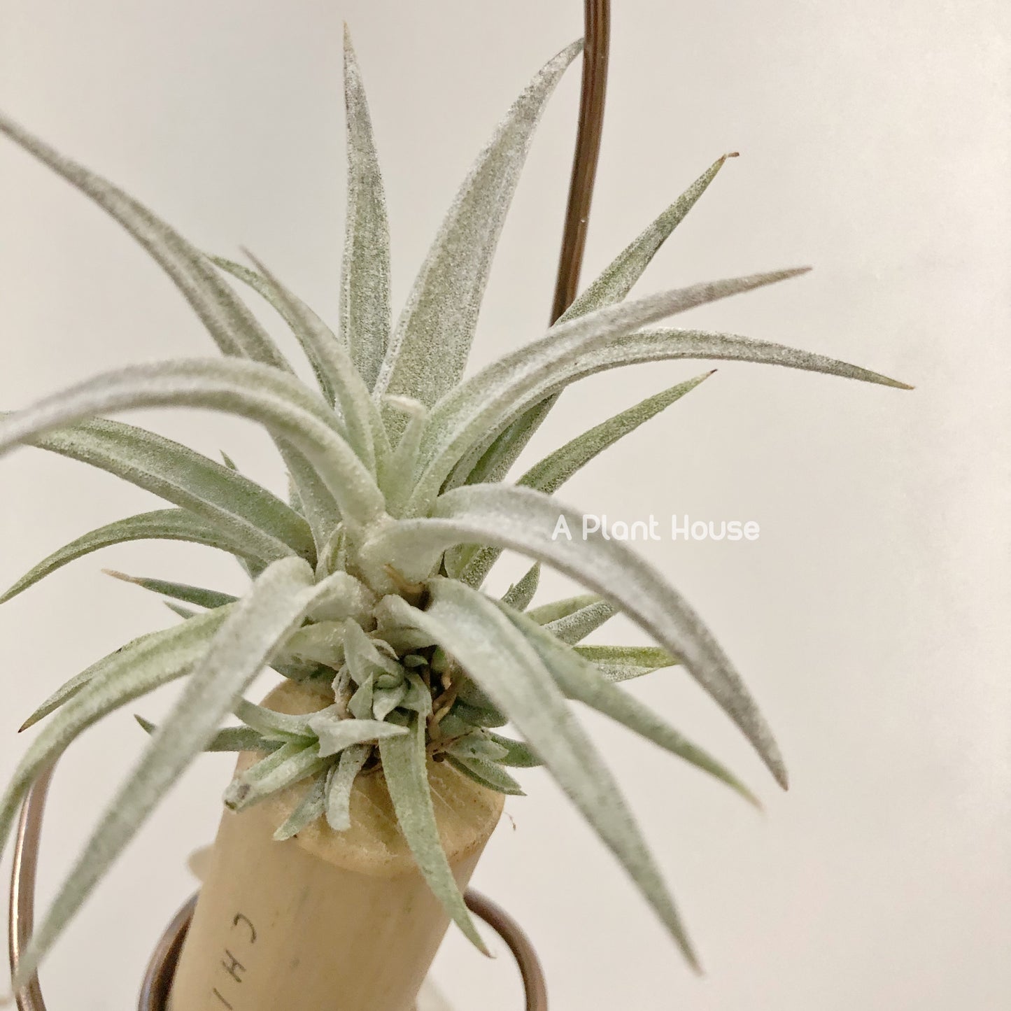 Tillandsia Chiapensis