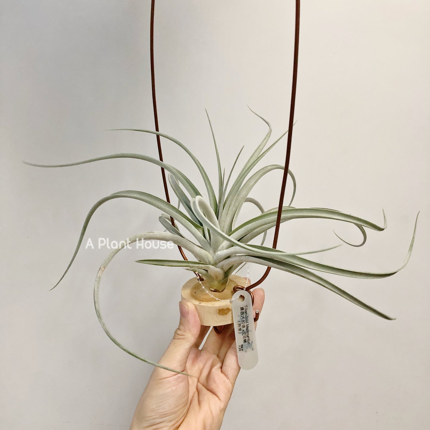 Tillandsia Matecumbe