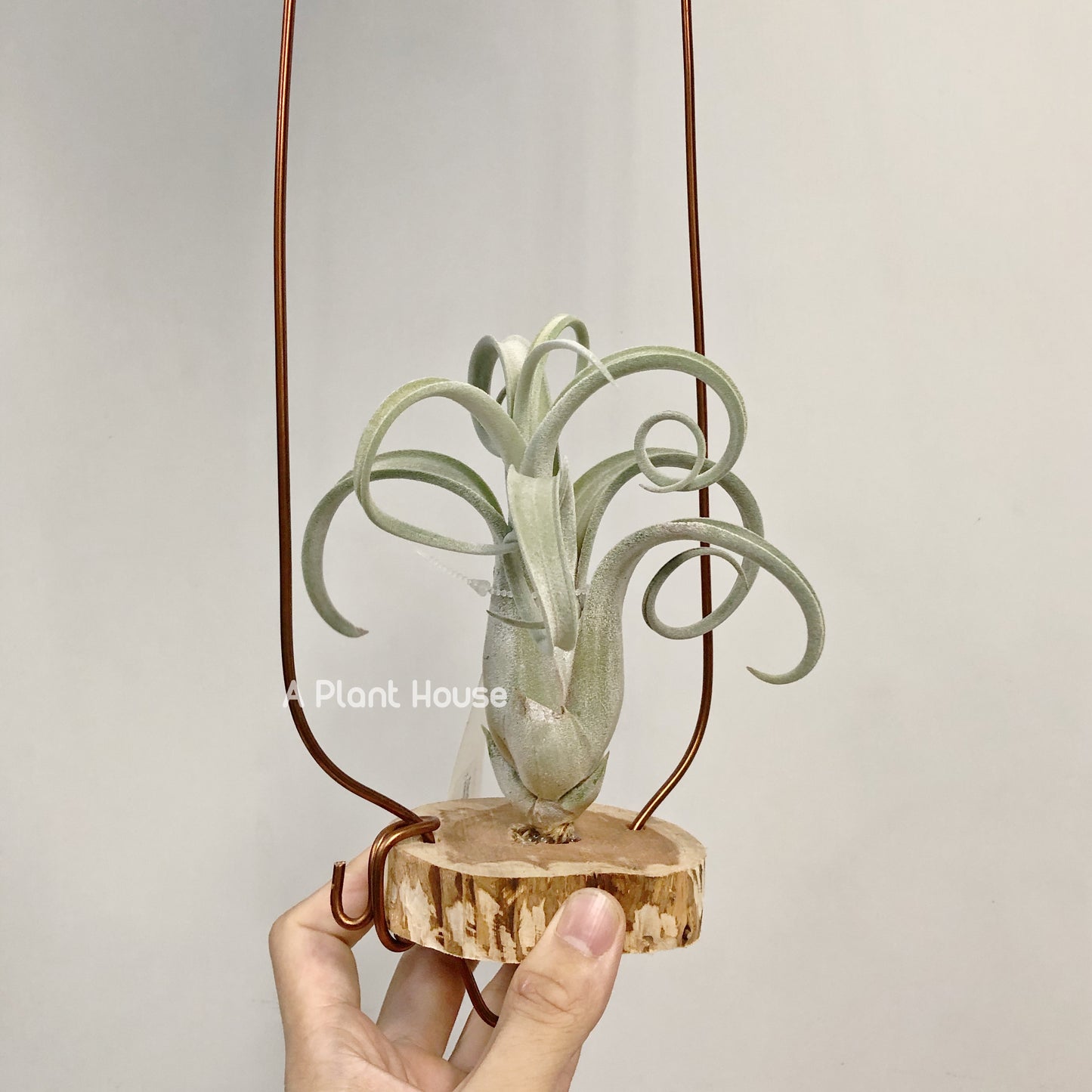 Tillandsia Sister Theresa