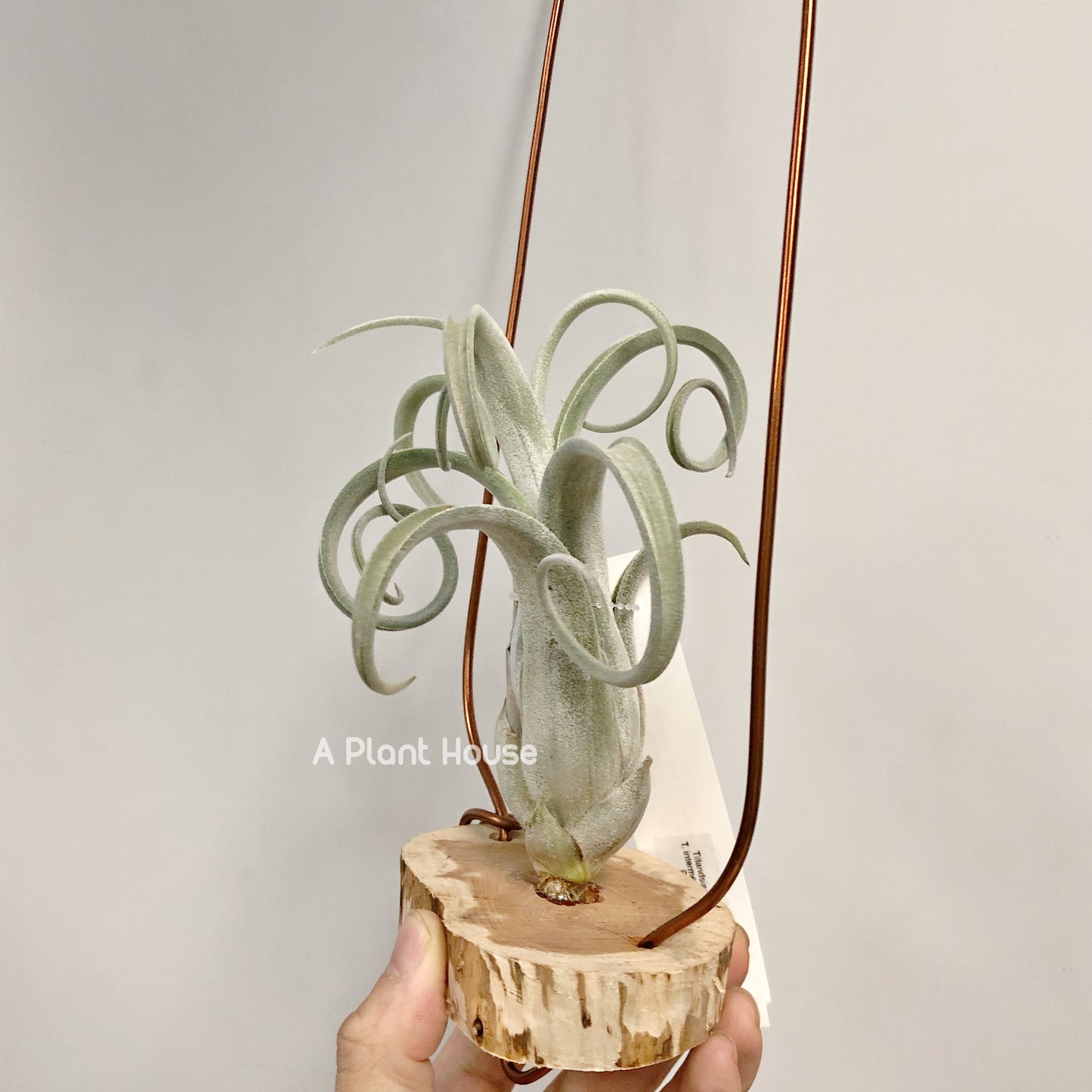 Tillandsia Sister Theresa