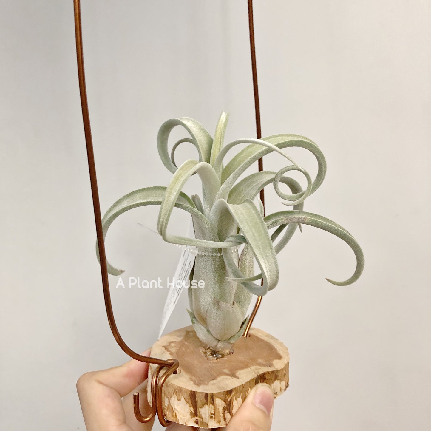 Tillandsia Sister Theresa