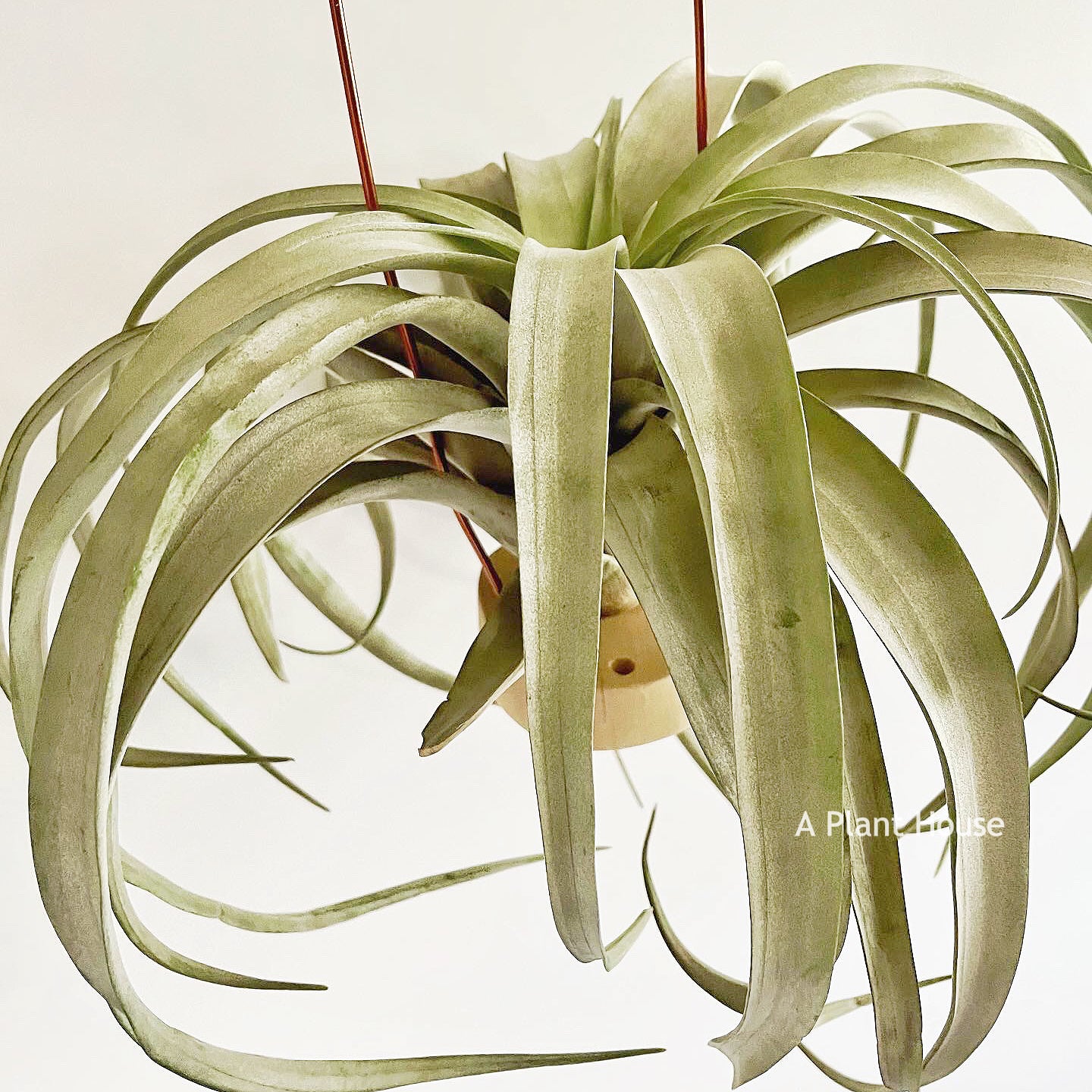 Tillandsia Coconut Grove