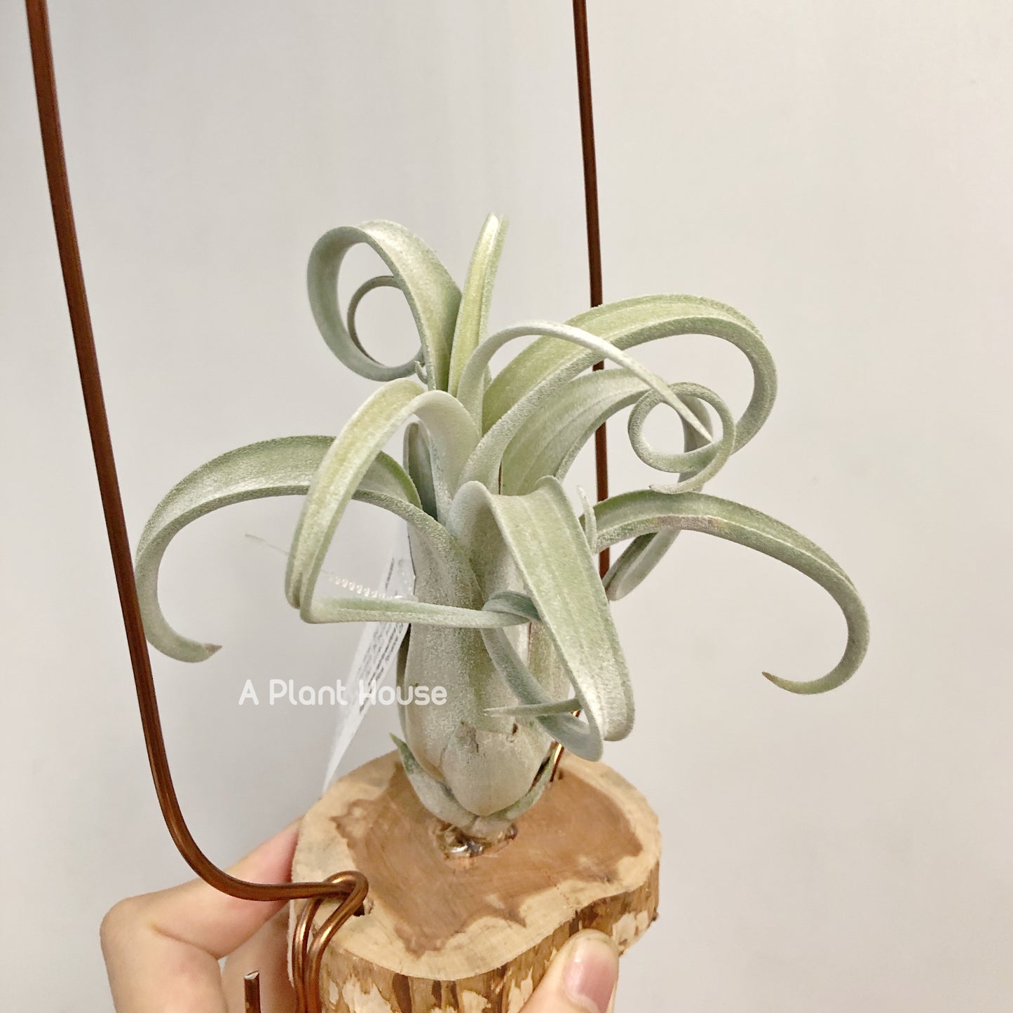 Tillandsia Sister Theresa