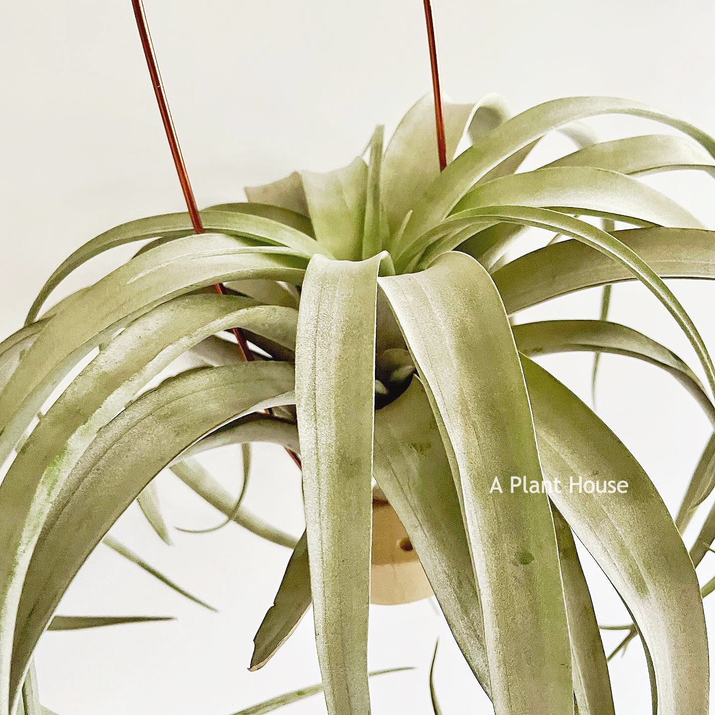 Tillandsia Coconut Grove