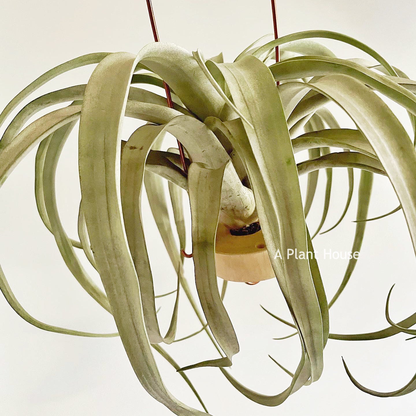 Tillandsia Coconut Grove