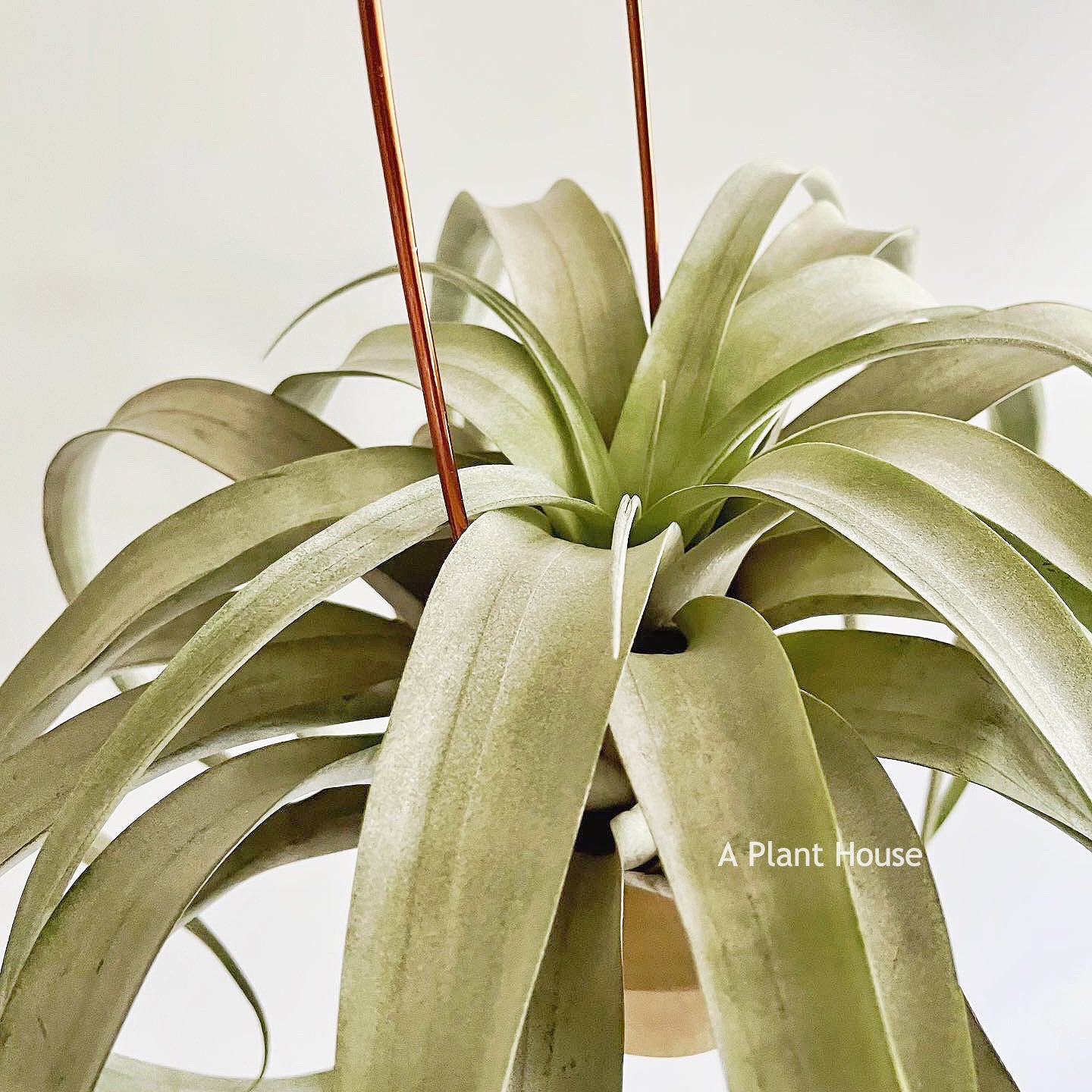 Tillandsia Coconut Grove
