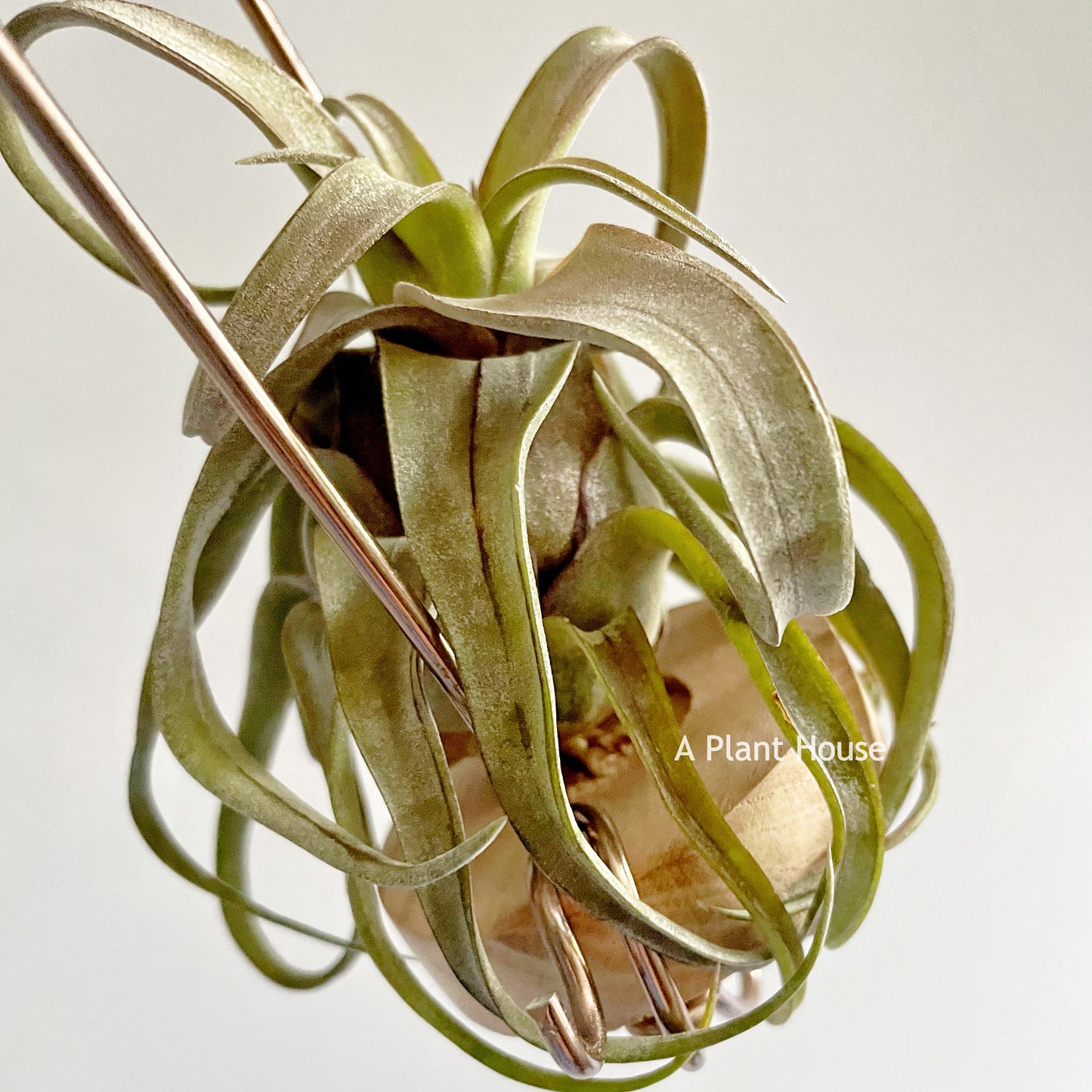 Tillandsia Red Robin