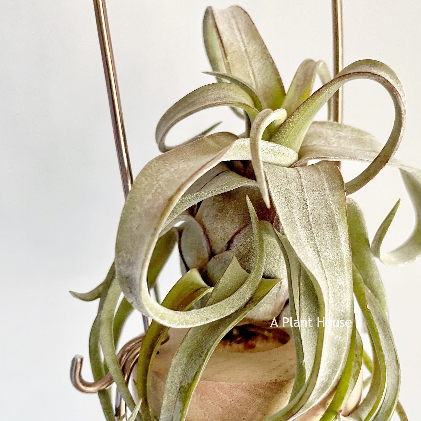 Tillandsia Red Robin