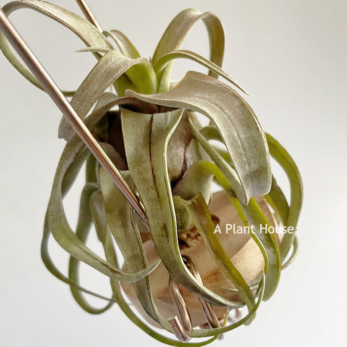 Tillandsia Red Robin