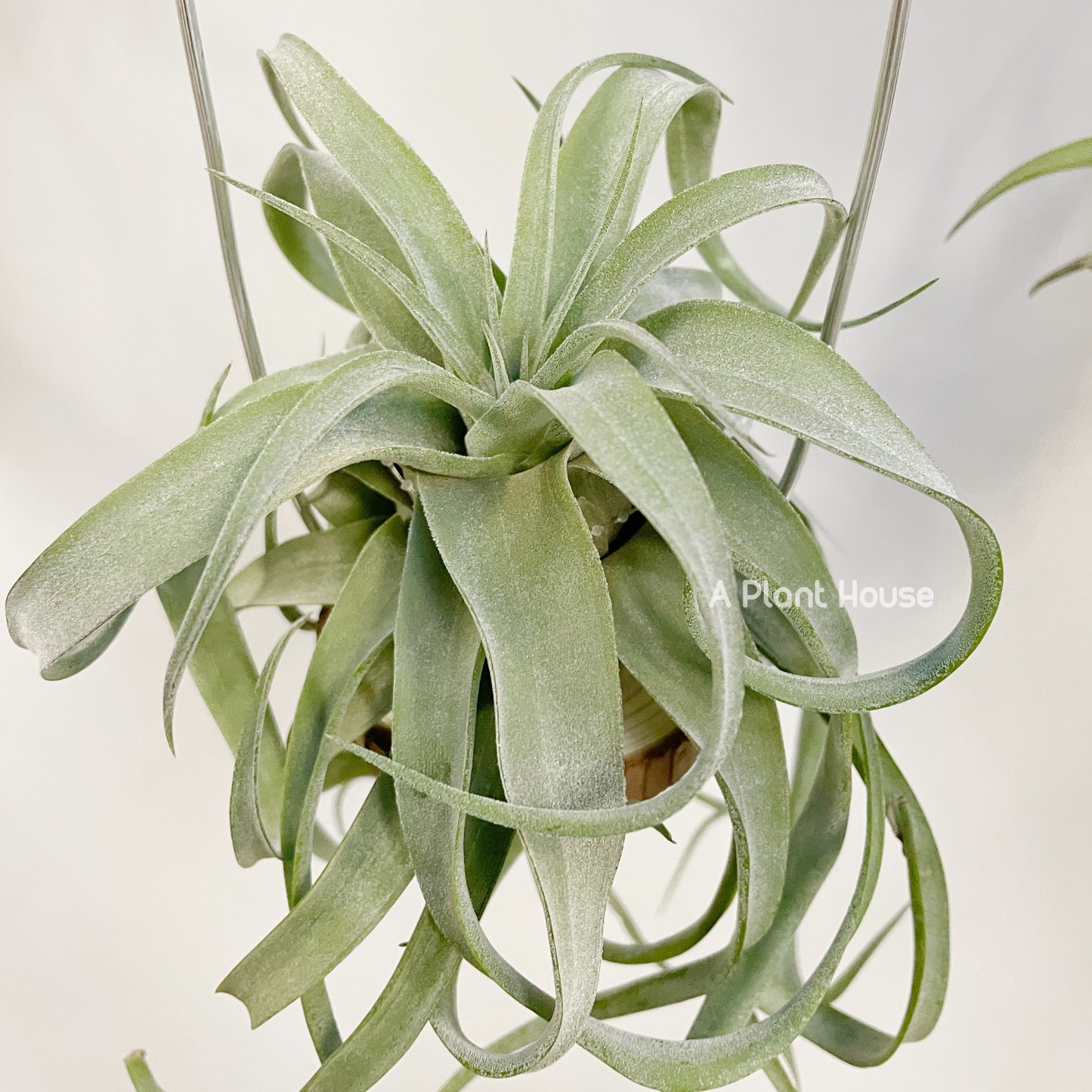 Tillandsia Streptophylla Belize