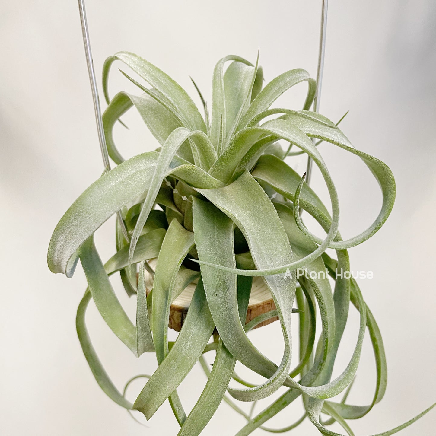 Tillandsia Streptophylla Belize