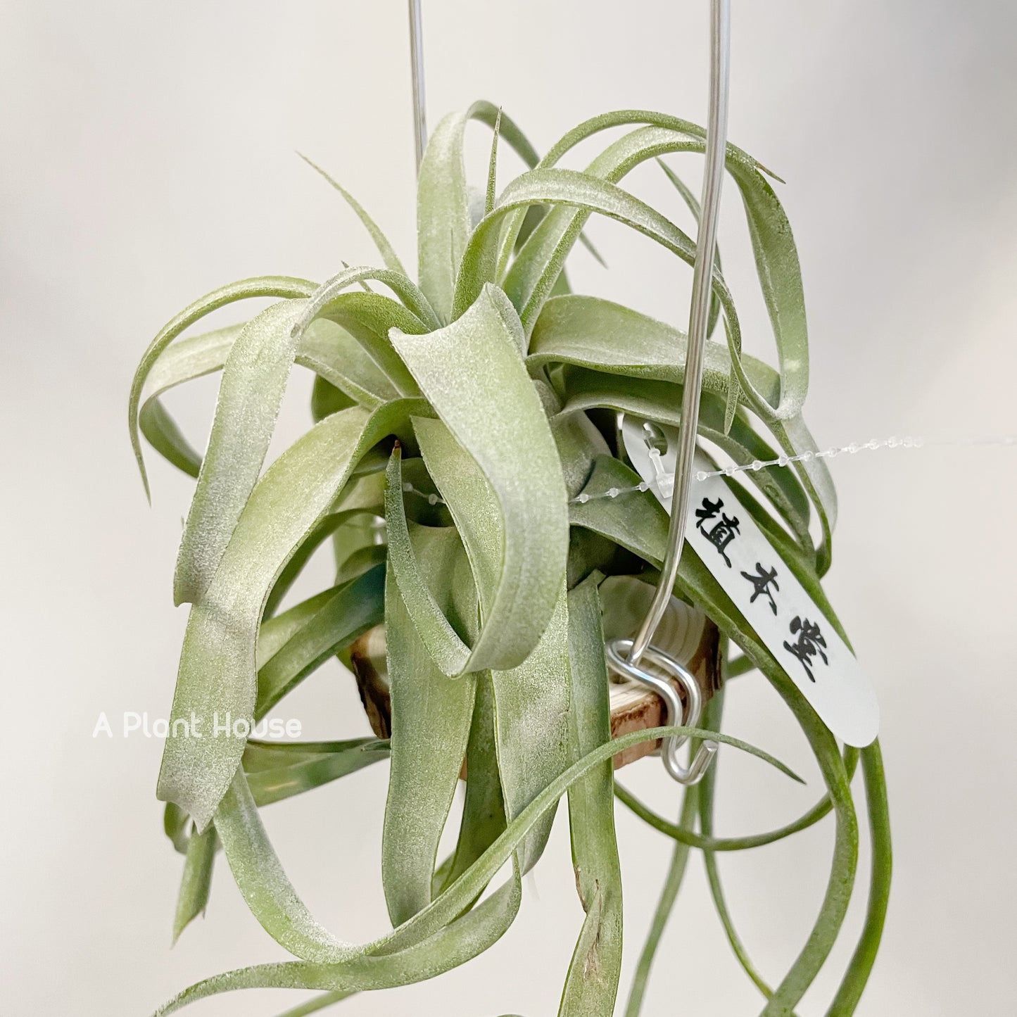 Tillandsia Streptophylla Belize