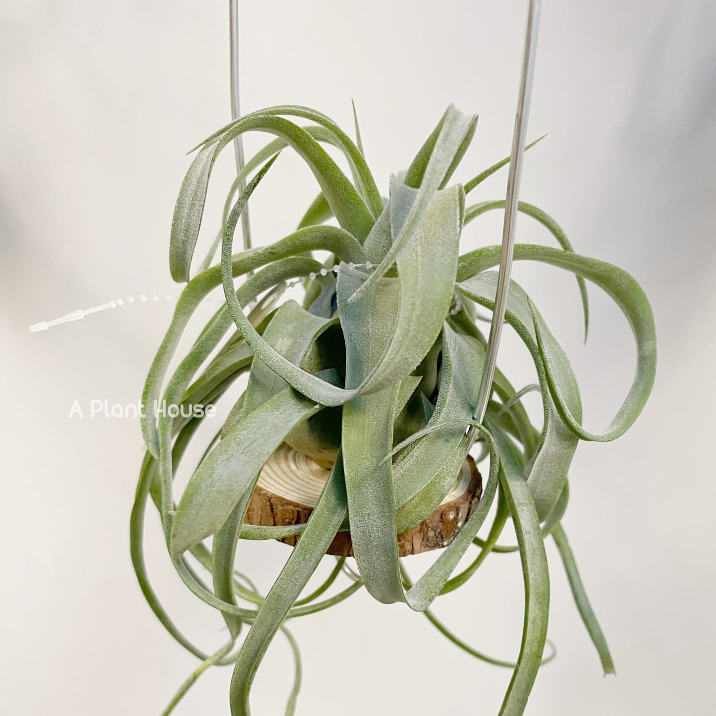 Tillandsia Streptophylla Belize