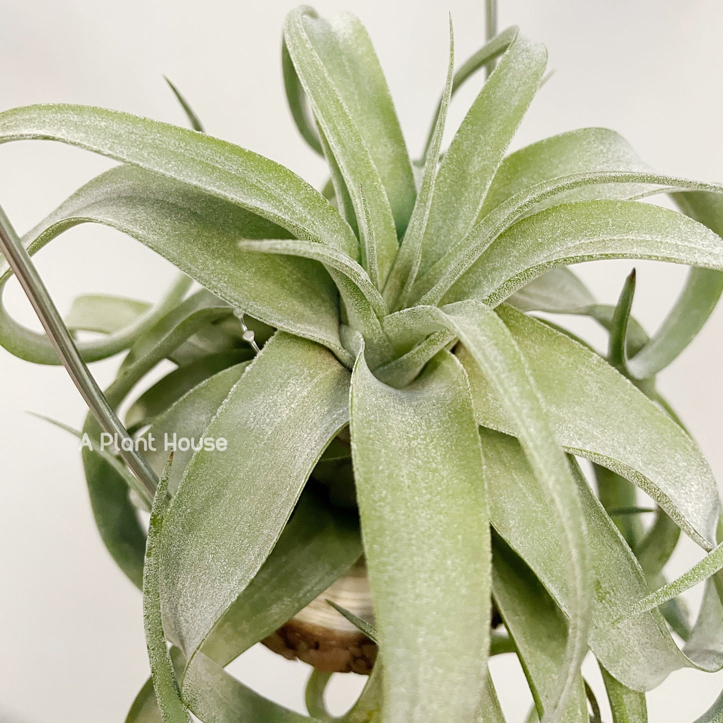 Tillandsia Streptophylla Belize