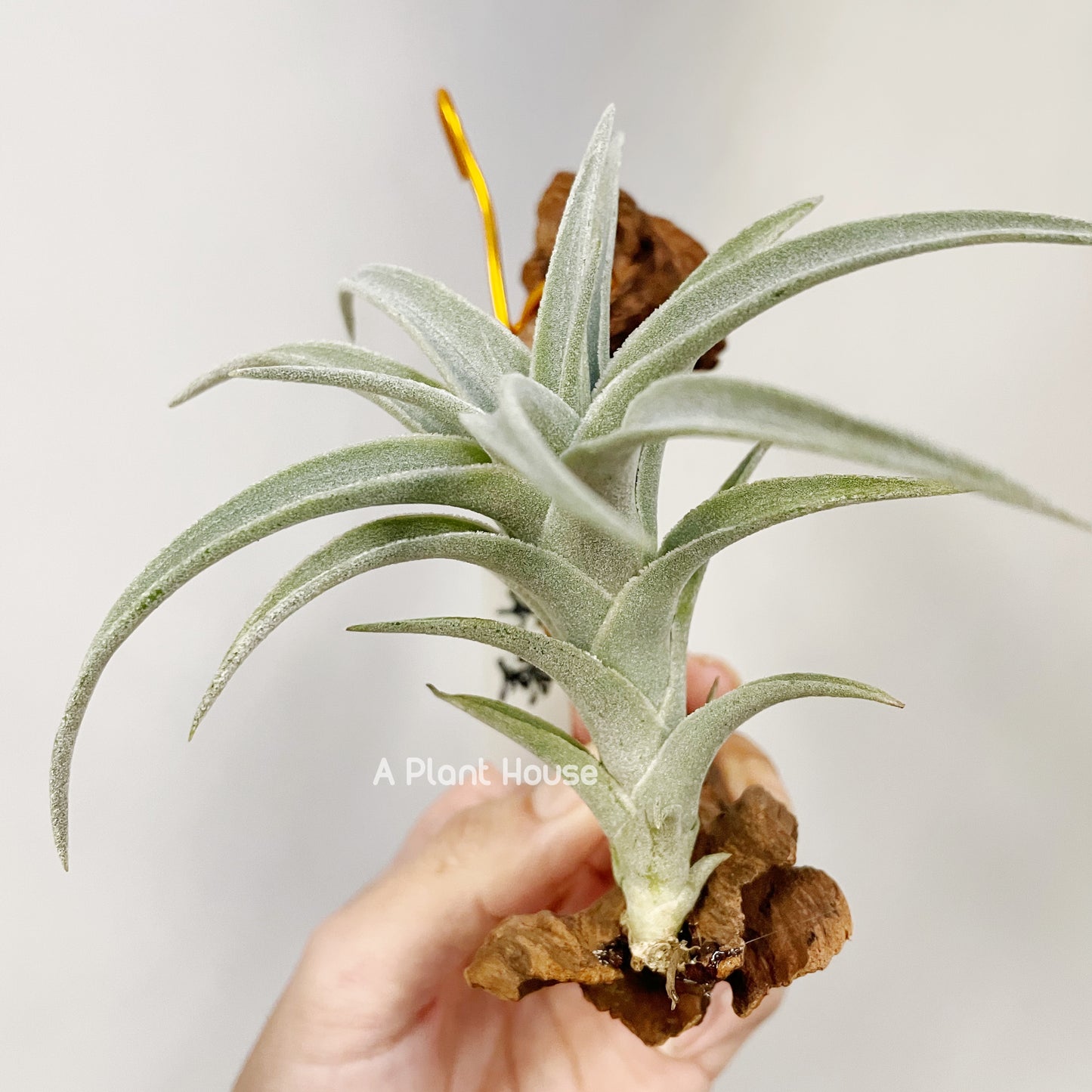 Tillandsia Edithae