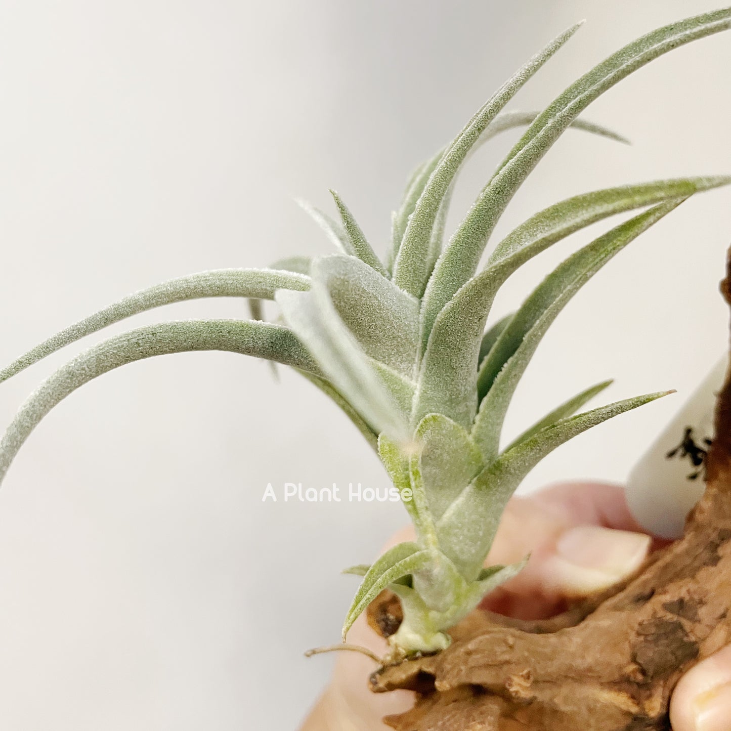 Tillandsia Edithae