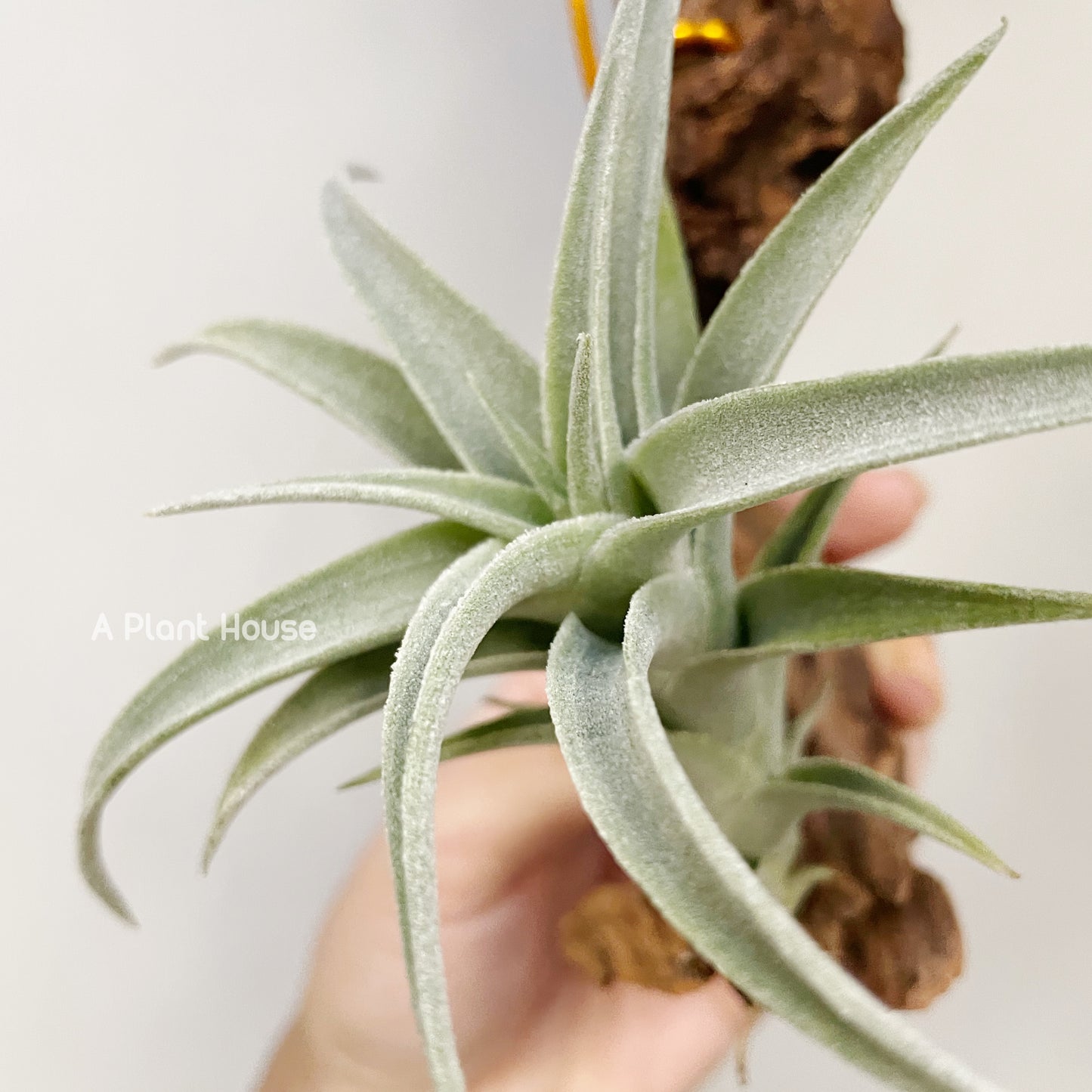 Tillandsia Edithae