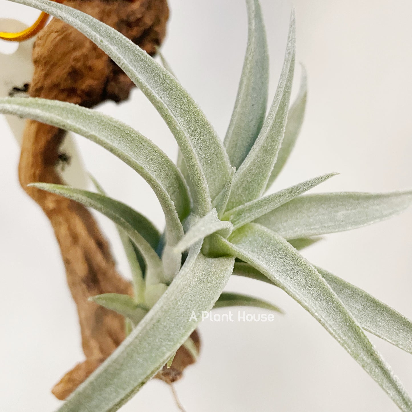 Tillandsia Edithae