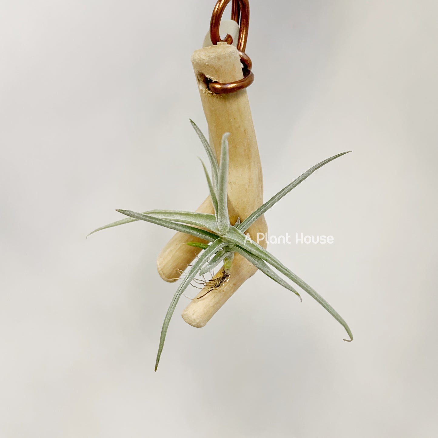Tillandsia Duratii