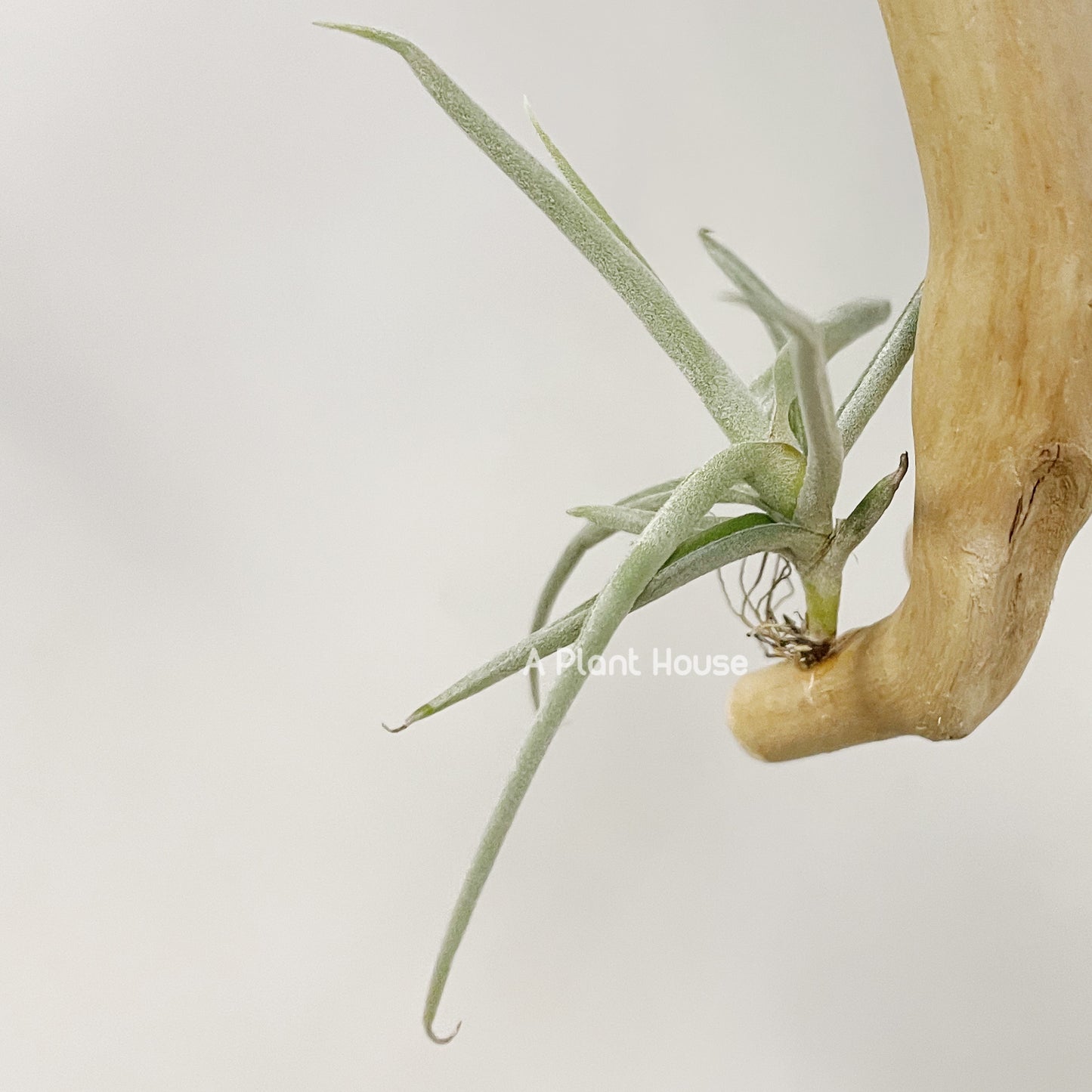 Tillandsia Duratii